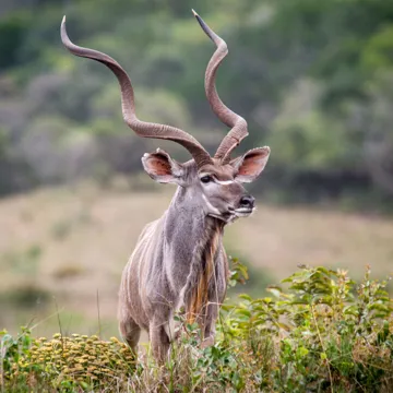 kudu-grazing-hluhluwe-imfolozi-south-africa.jpg