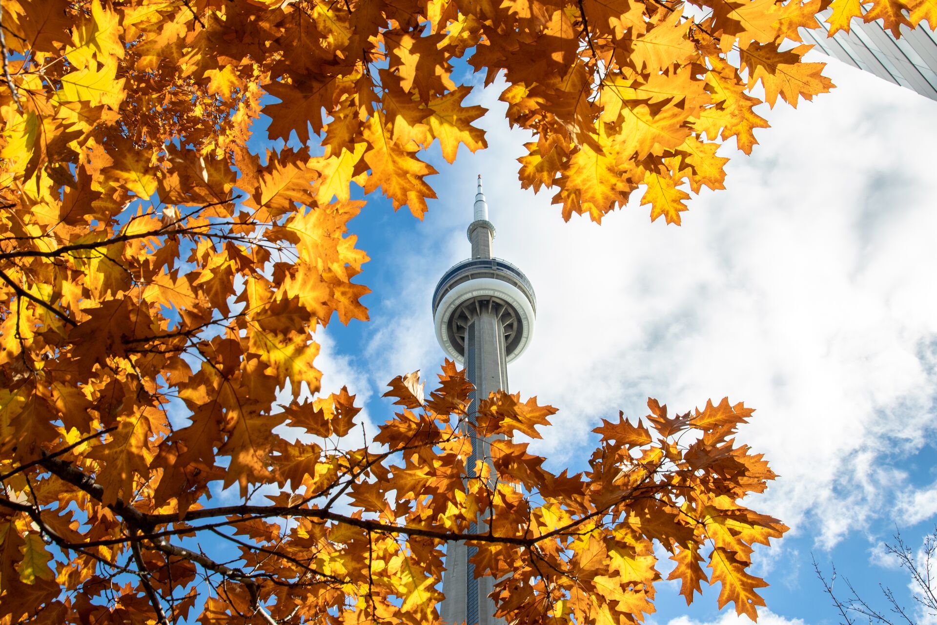 CN Tower with autumnal leaves in the foreground i n Toronto, Canada