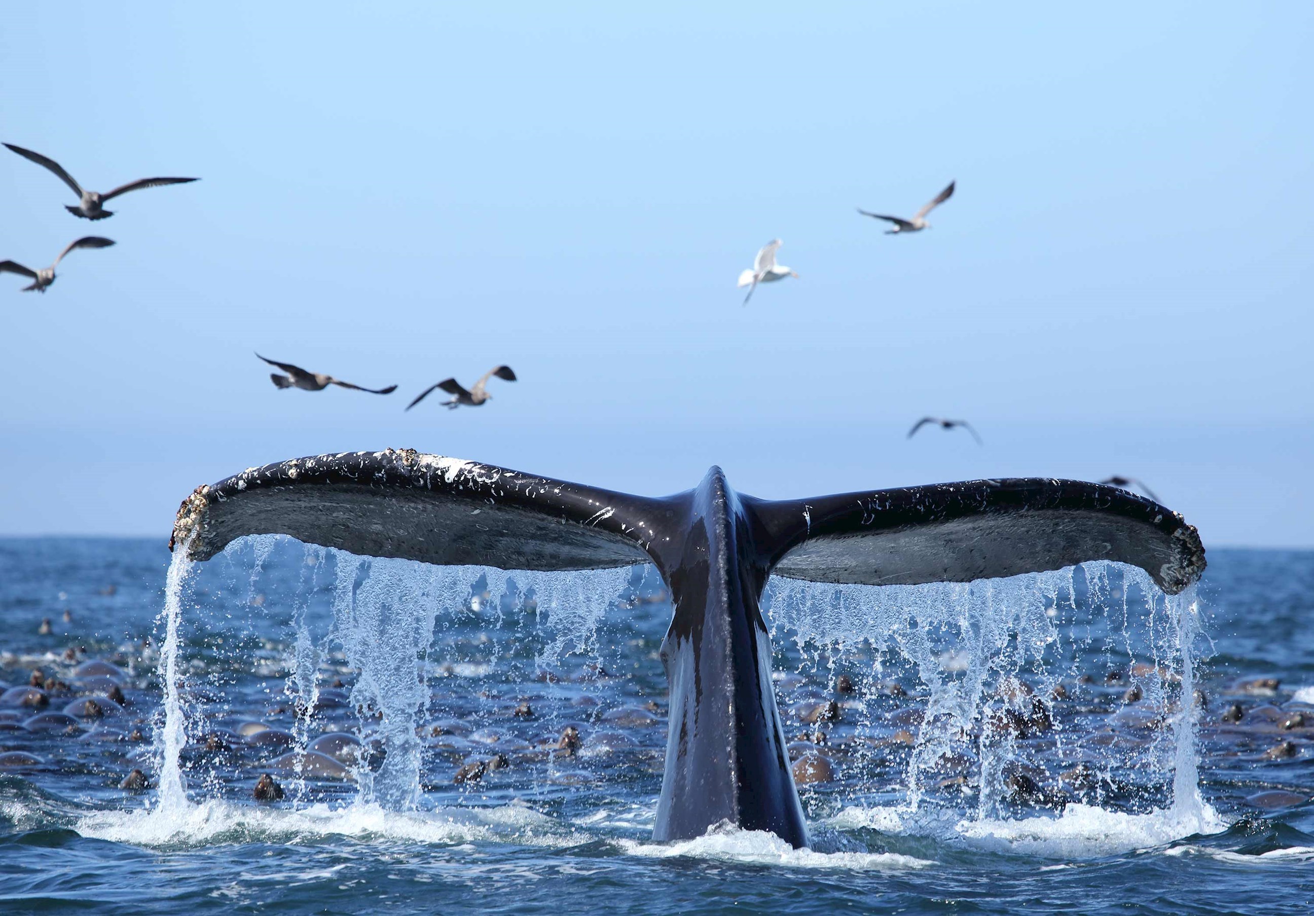 whale-monterey-bay-usa.jpg