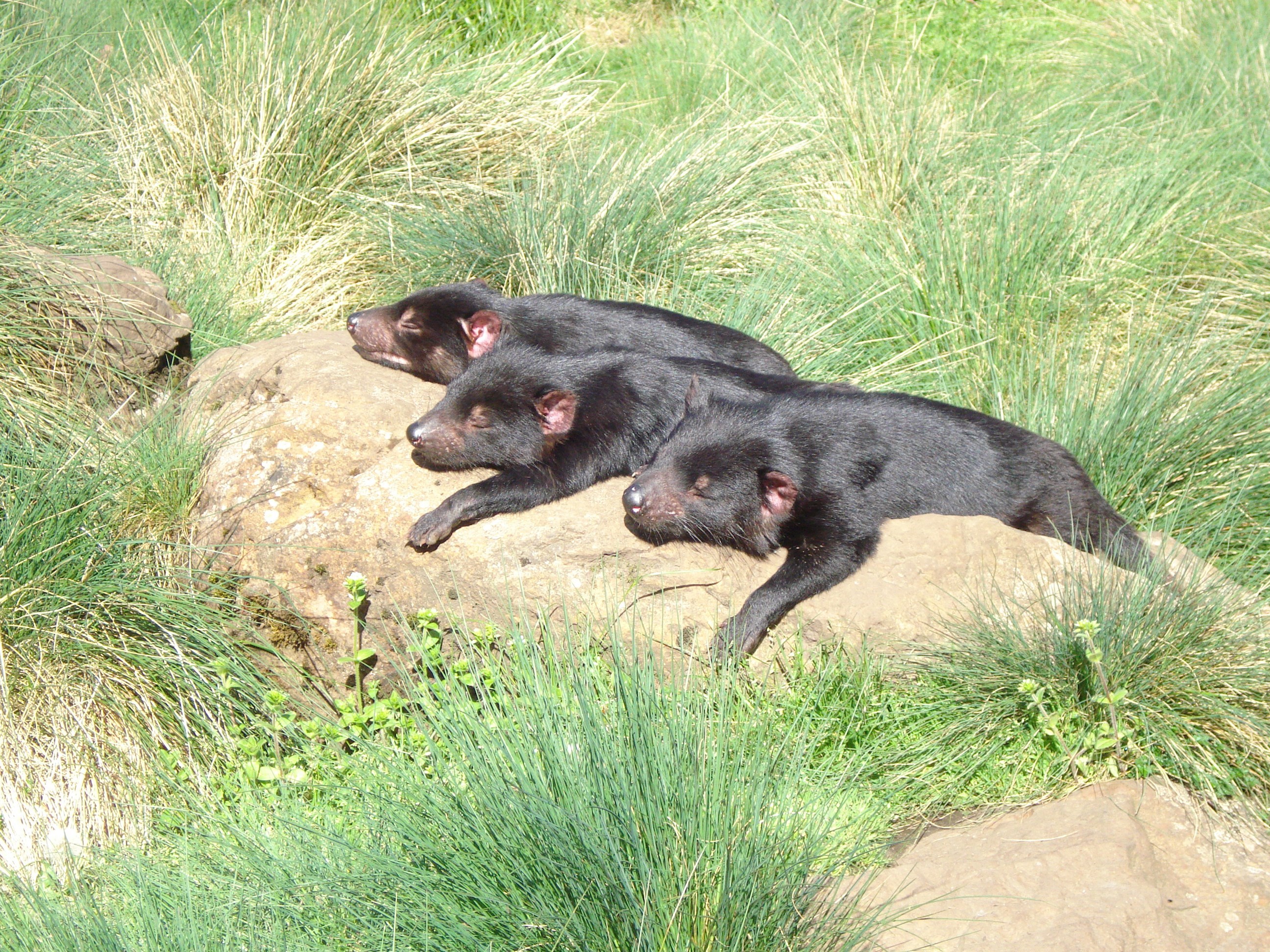 Visit Devils conservation sanctuary in Cradle Mountain, Australia