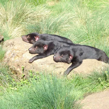 visit-devils-conservation-sanctuary-cradle-mountain-australia.jpg