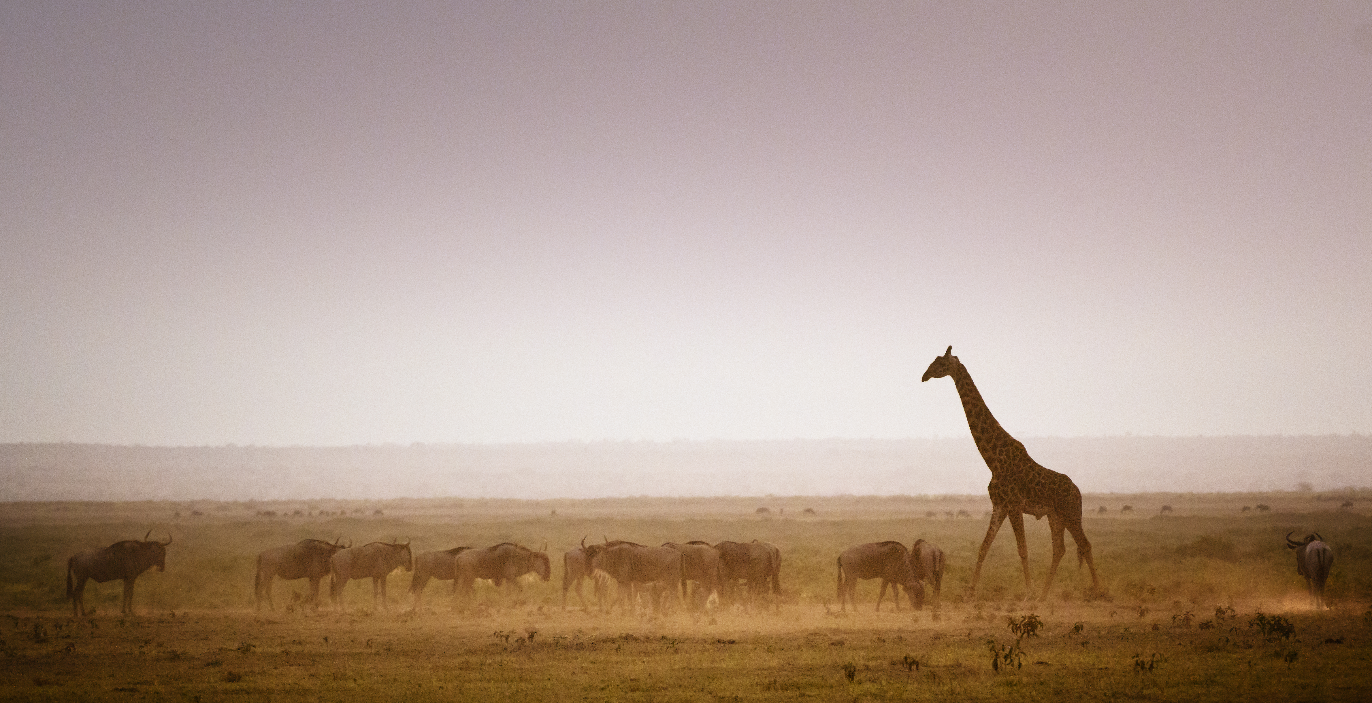 A giraffe in savanna in Kenya