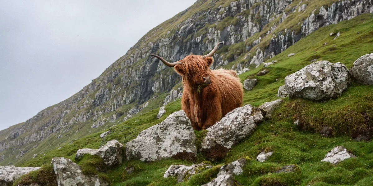 Ox on a hill in Scotland