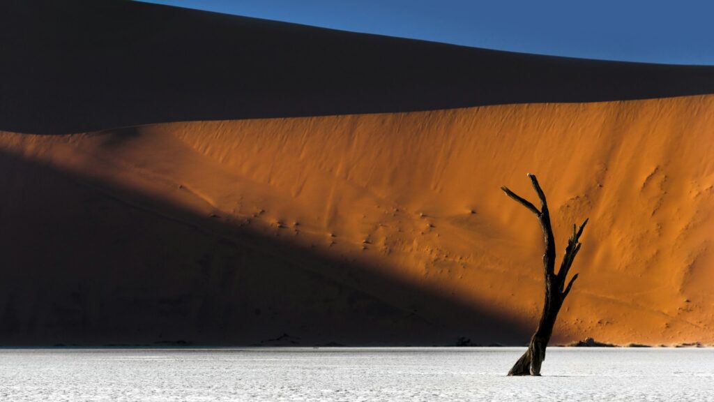 Silhouetted tree trunk against an orange sand dune with blue sky above