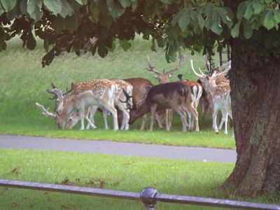Wild Fallow Deer in Dublin's Phoenix Park Wild Fallow Deer in Dublin's Phoenix Park