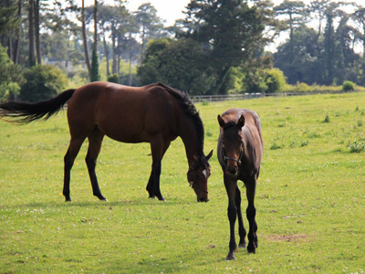 The Irish National Stud was FASCINATING! The Irish National Stud was FASCINATING!