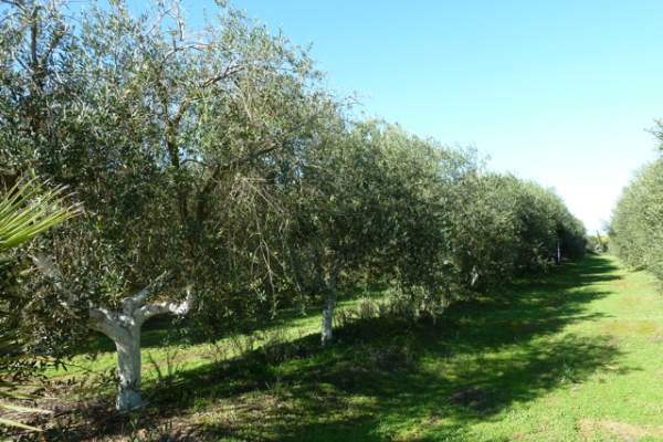 Olive Farm, Spain