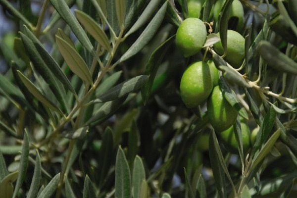 Olive Plant Spain