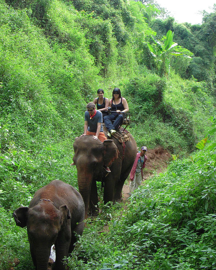 Elephant trekking in Thailand