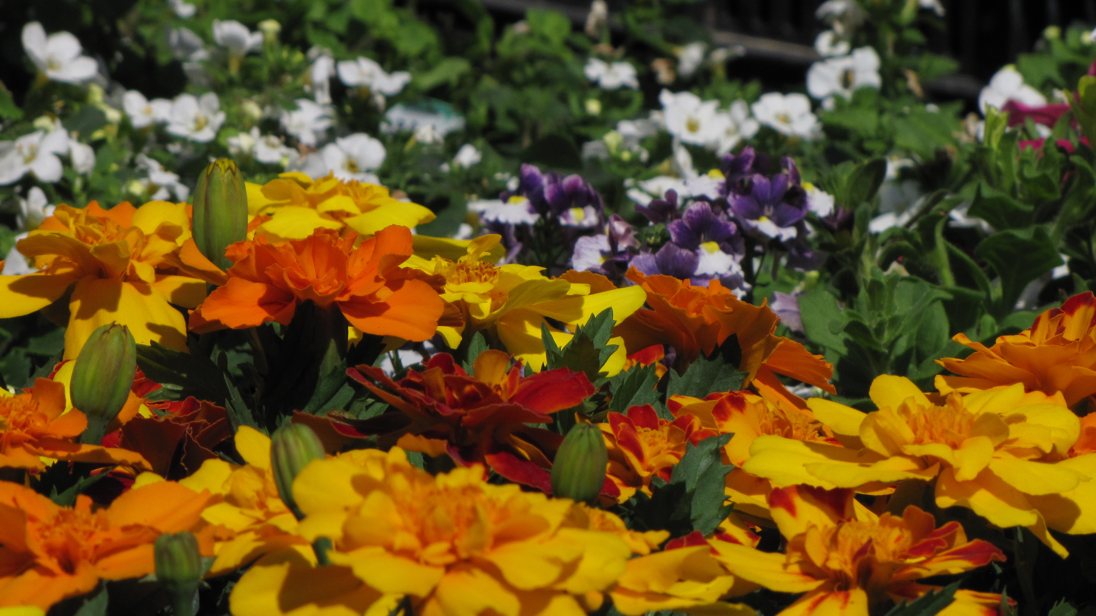 Flowers at Columbia market