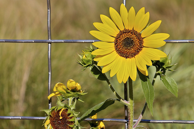 Rule of Thirds - Photo by Marie Coleman under creative common licence