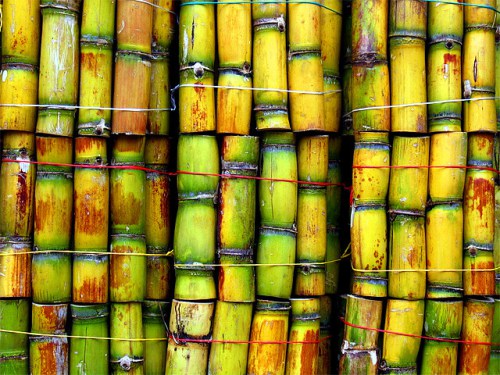 Sugar cane