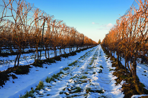 Winter Winery, Canada