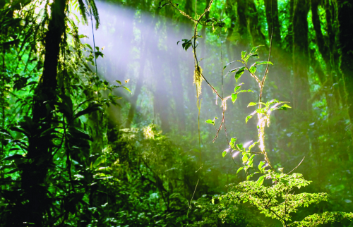 Early morning light makes the epiphyte plants shimmer in the lush rainforest of Santa Elena, Costa Rica. No post processing used for the light effect. INSPECTOR PLEASE NOTE: Slight grain due to extreme lightning differences between highlights and shadow areas. Looks pretty decent though... I think.