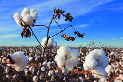 Cotton Fields, Texas