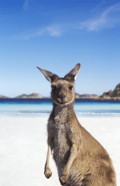 Kangaroo