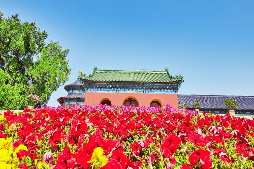 A vibrant view of springtime flowers, a clear blue sky and a traditional Chinese building in Beijing. 