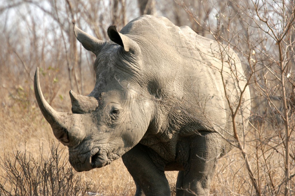 Treadright Foundation