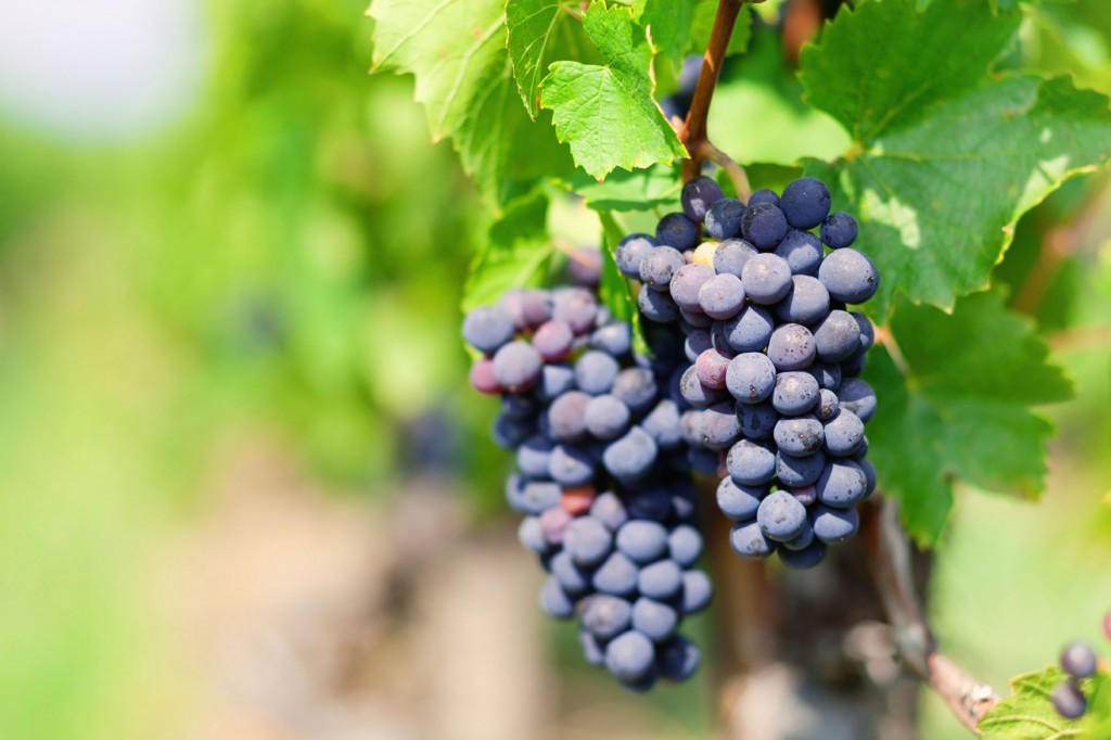 Vineyard in Switzerland