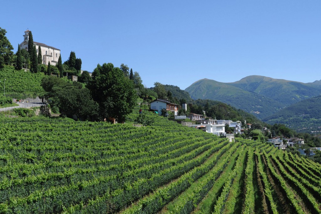 Vineyard in Switzerland
