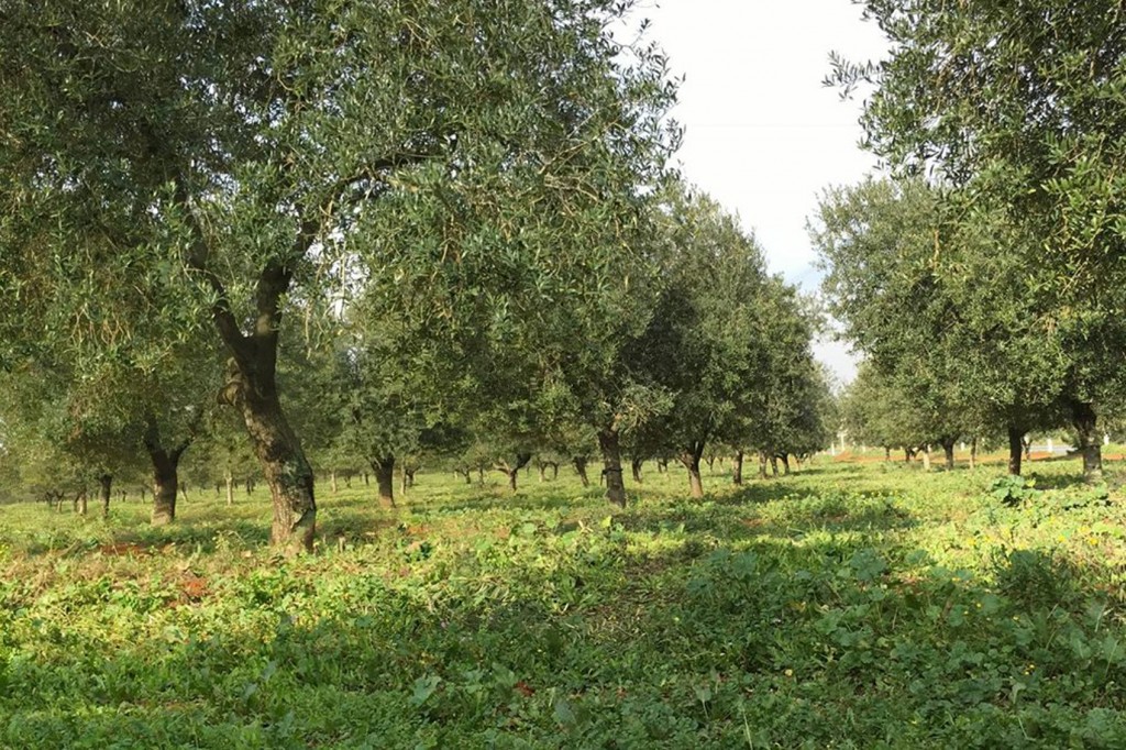 Olive Oil in Seville