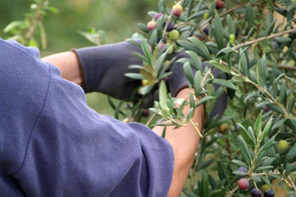 Olive Oil in Seville