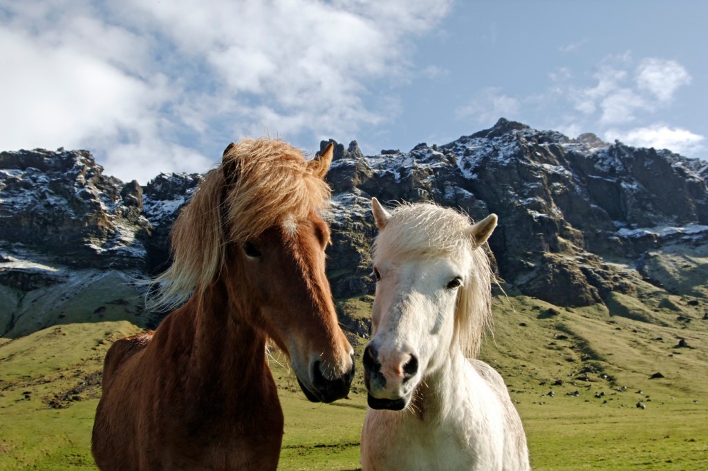 Adventurous Families