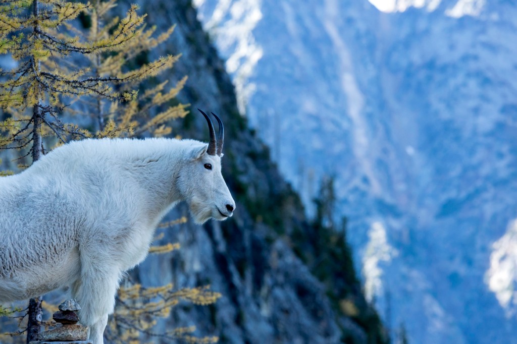 U.S. National Parks Service