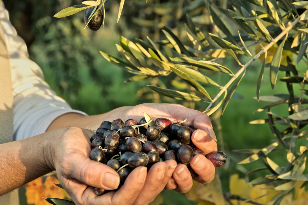 Olive Oil in Seville