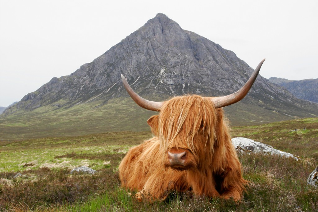 Adventurous Families love seeing Highlands cows in Scotland