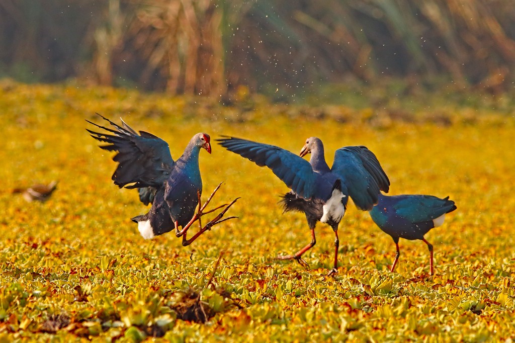 U.S. National Parks Service