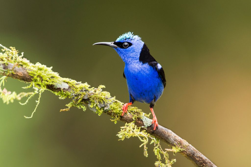 Wildlife in Costa Rica