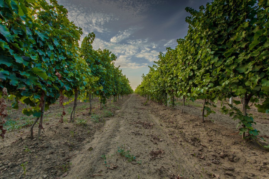 Santorini's Greek Cuisine