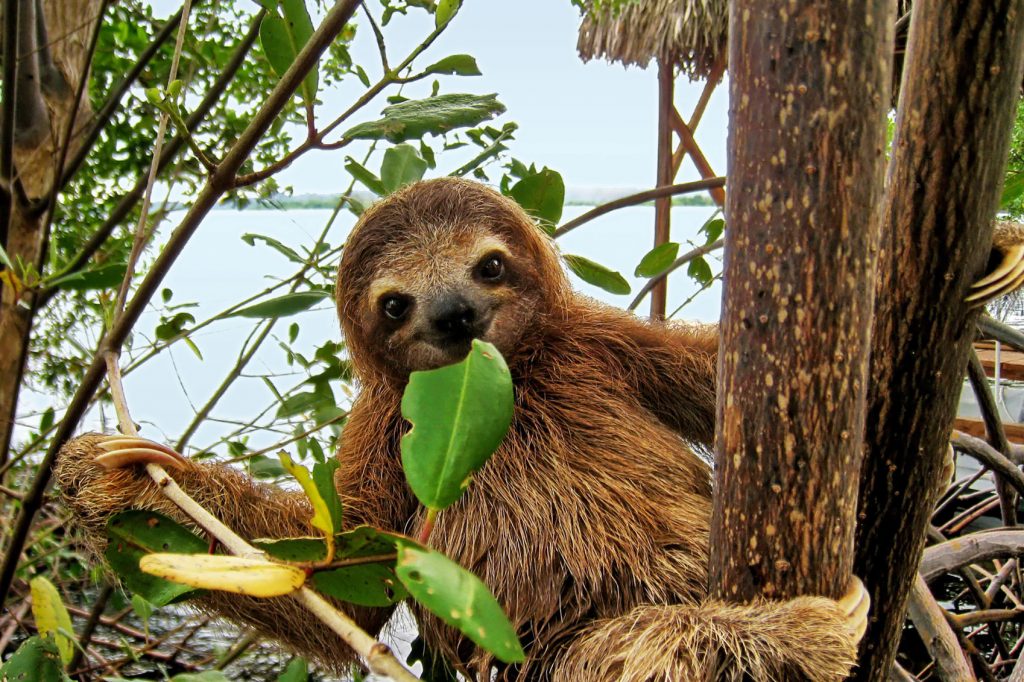 Wildlife in Costa Rica