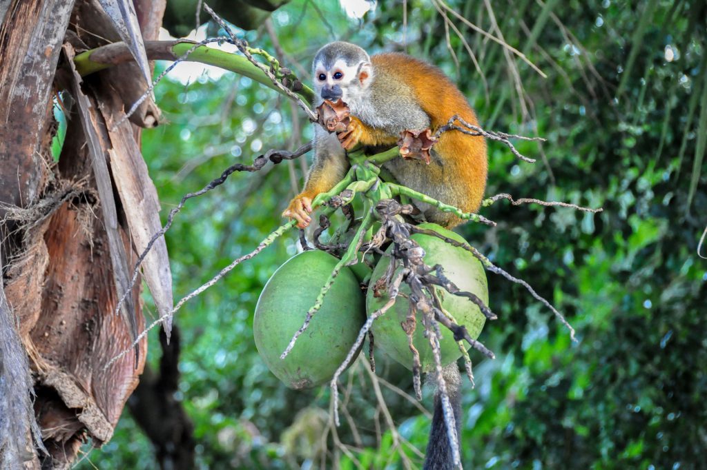 Wildlife in Costa Rica