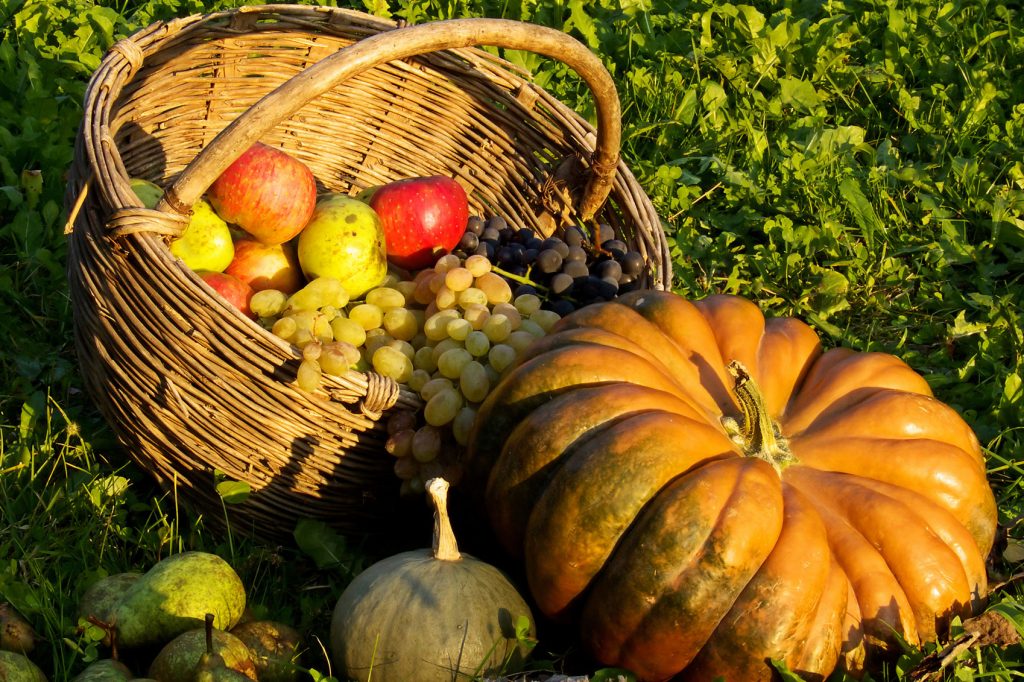A pumpkin and a basket of freshly picked apples and grapes sit in a field in golden hour light: a typical sight in Italy in September