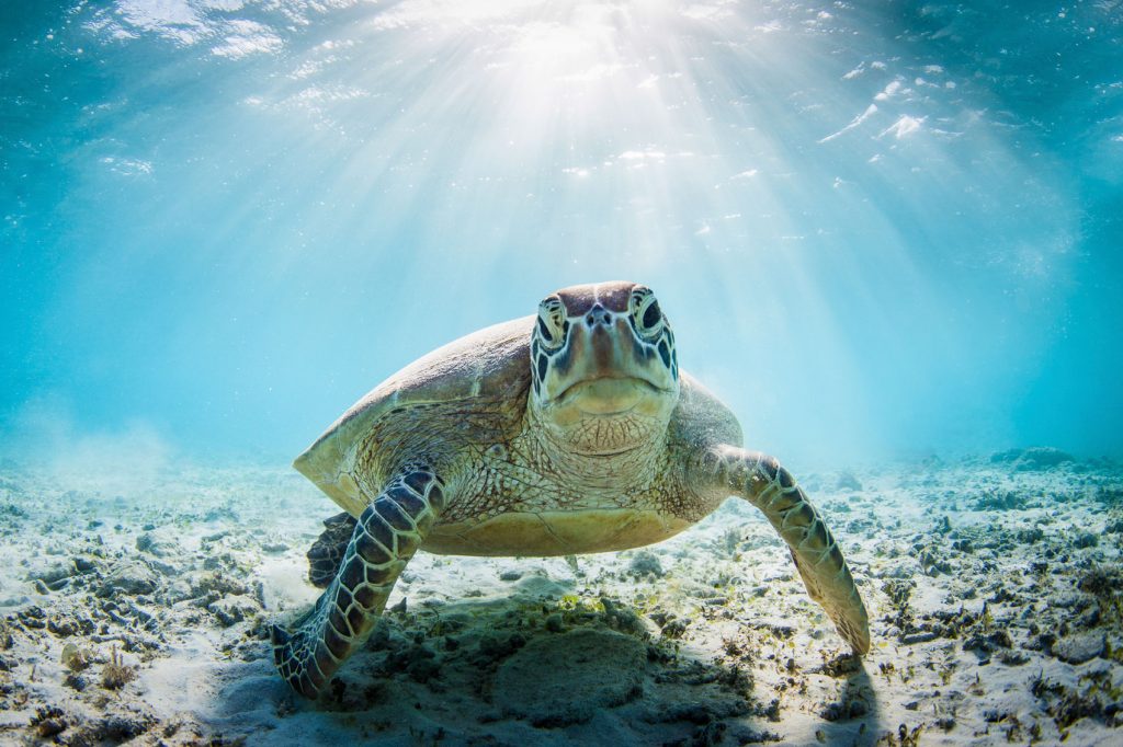 Green sea turtle in Hawaii