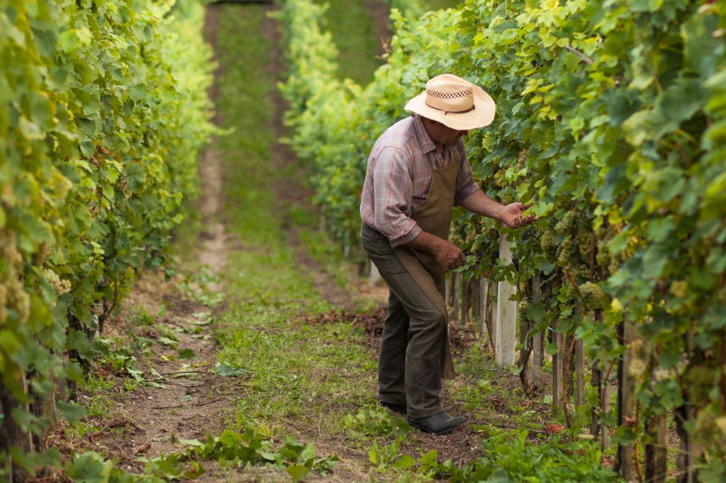 Italy's Wine Regions
