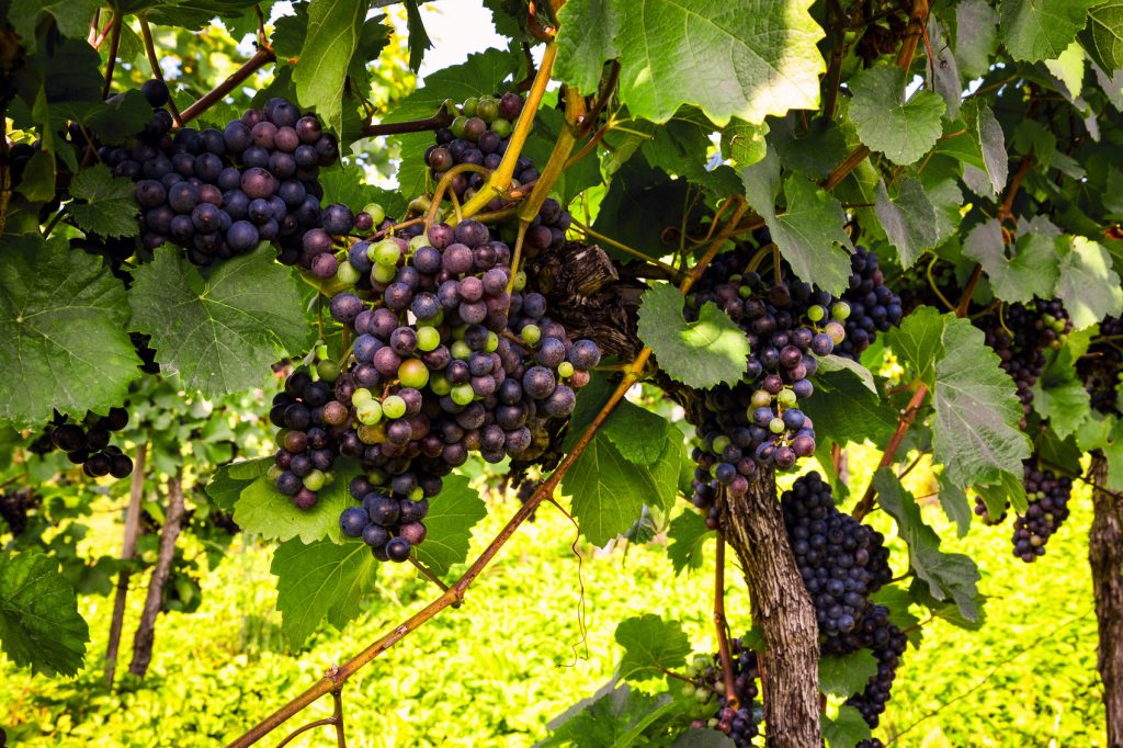 Italy's Wine Regions