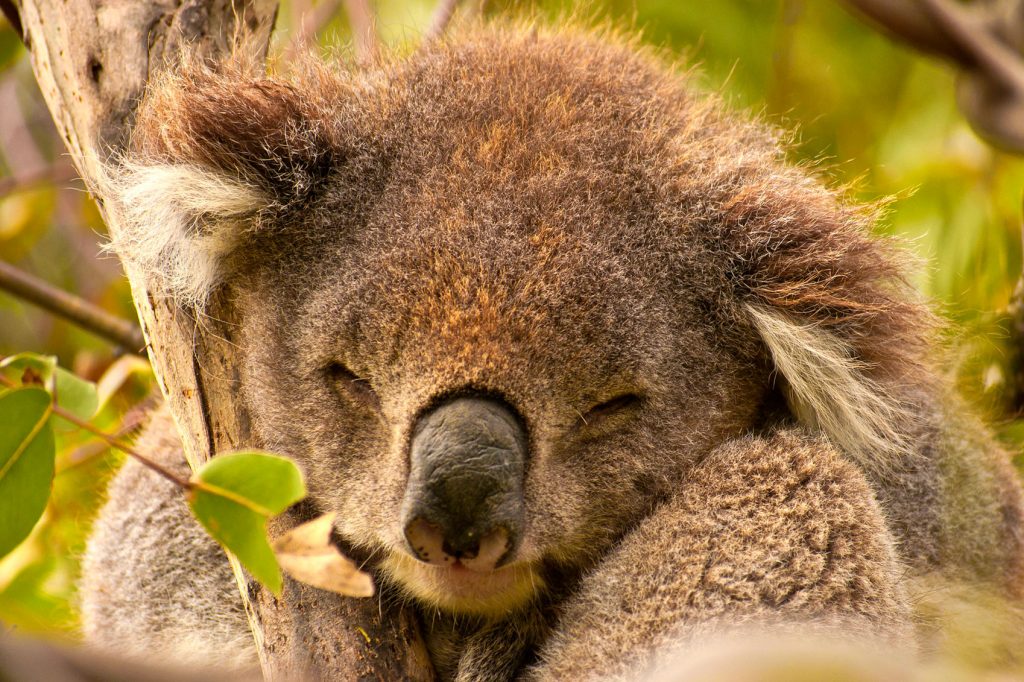 The Great Ocean Road