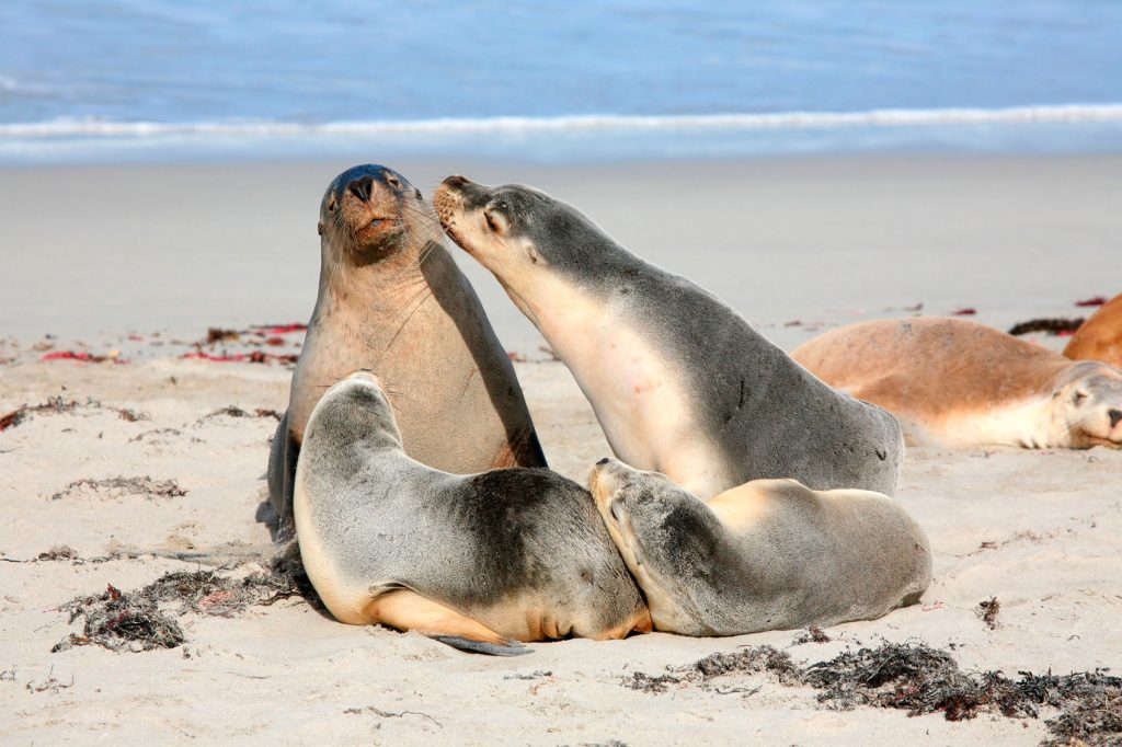 Things to do on Kangaroo Island