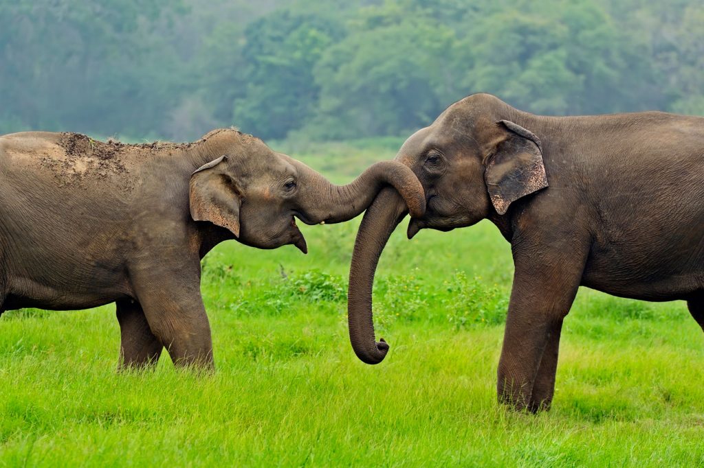 Introduction to Sri Lanka