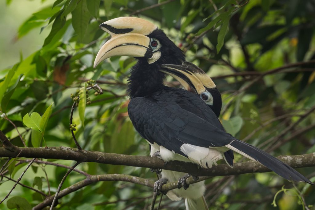 Green Spaces in Singapore