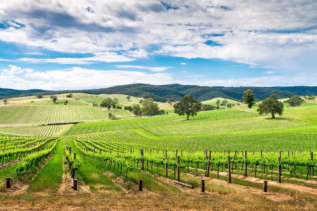 Barossa Wine Region