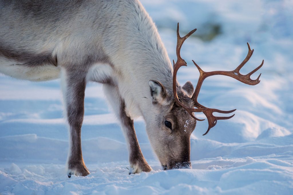 A reindeer grazing in the snow