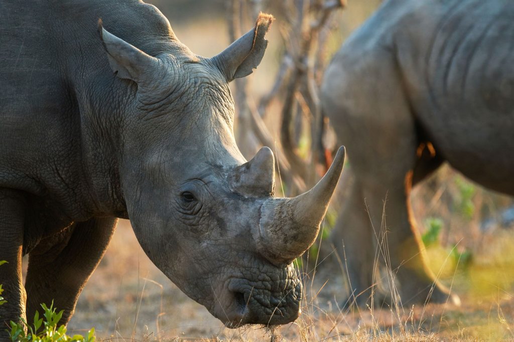 World Rhino Day