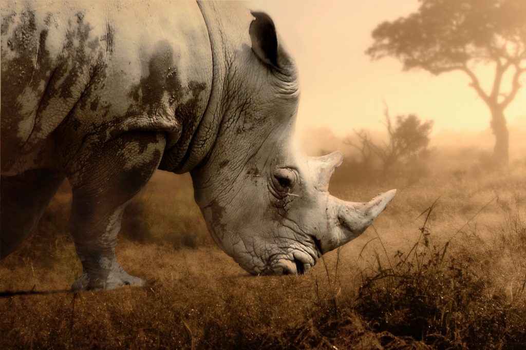 World Rhino Day