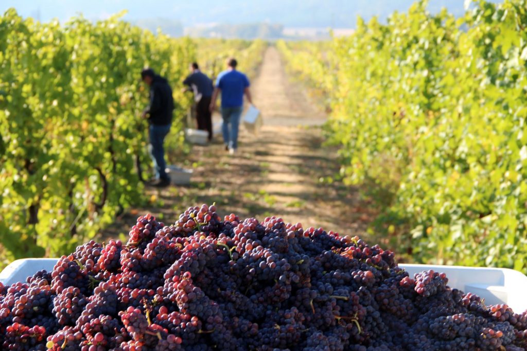 Grapes on a vineyard trail in Oregon Wine Country