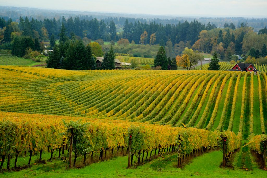 Rolling hills in a vineyard in Oregon Wine Country