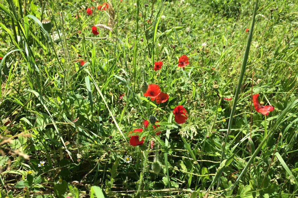 Remembrance Day in Europe
